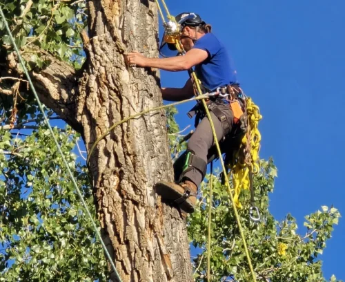 emergency services tree trim cortez co bottom
