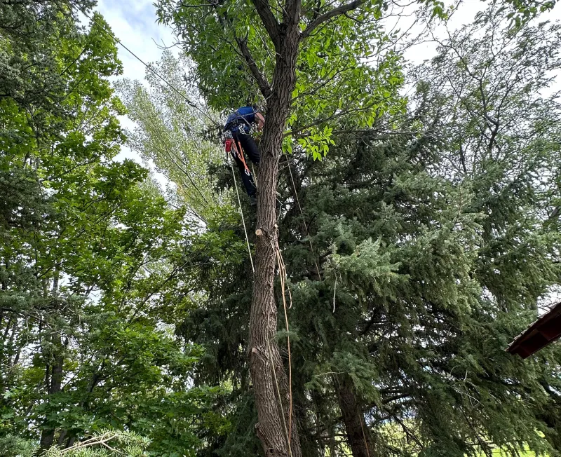 emergency tree services cutting down tree cortez co