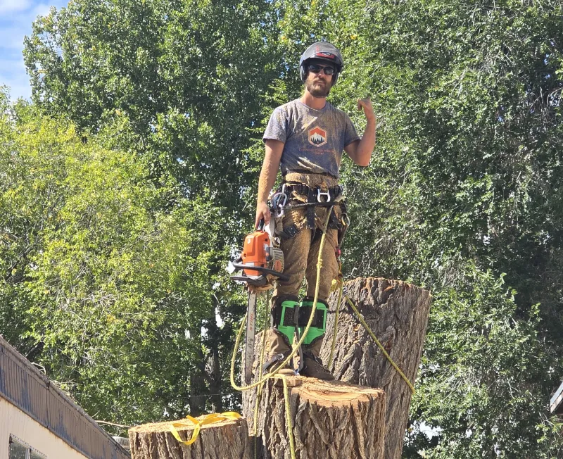 stump grind removal trunk removal cortez co