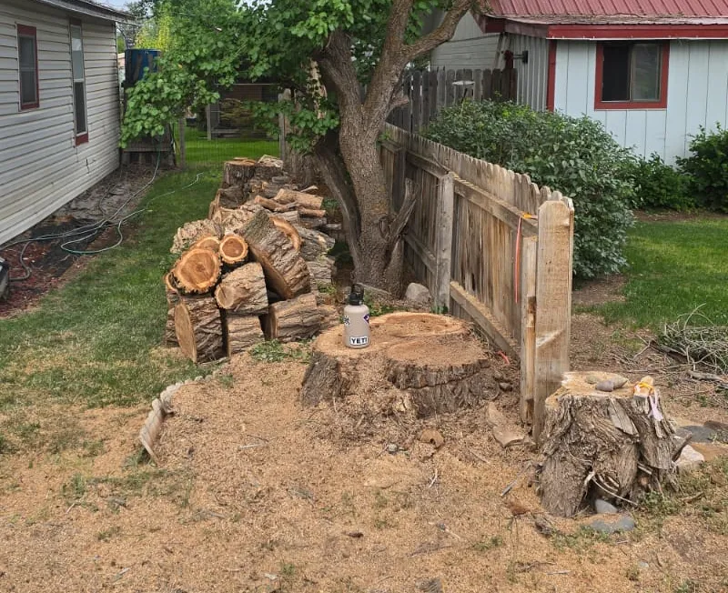 stump grind services removal cortez co bottom