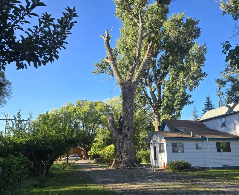 tree pruning branch trim cortez co