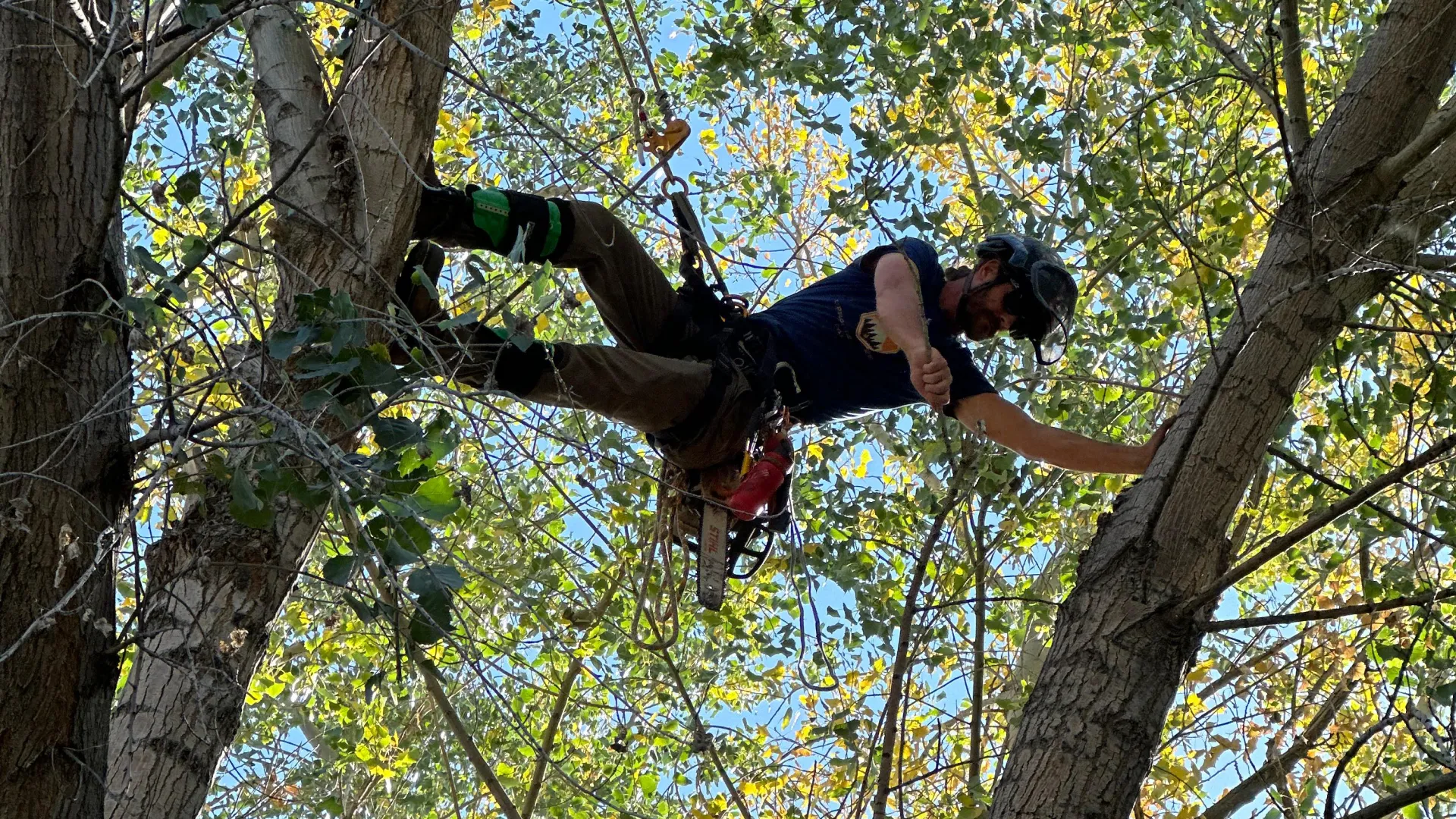 tree pruning services hero cortez co