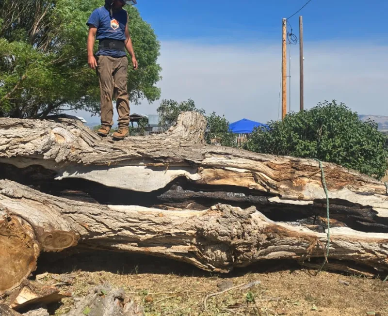 tree removal tree trunks cortez co bottom