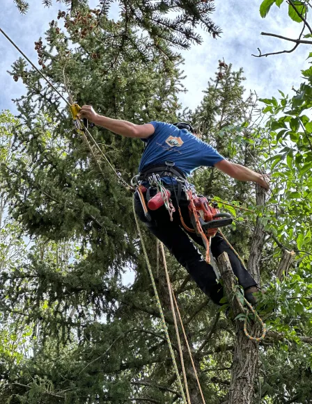 tree services emergency cortez co