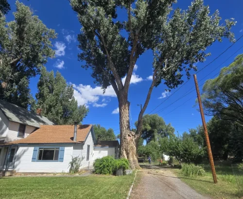 tree trim grooming branches cortez co bottom